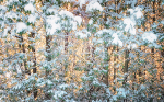 TREES WEEK #49