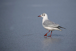 Black-headed Gull