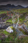 Black Cuillin Rowan Tree 2