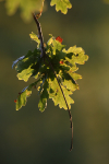 Autumn Oak FR _011