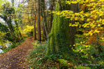 Autumn walks in the forest!