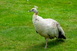 Peacock - DSC_7832