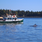 Watching Whales with Island Quest Tours
