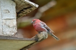 Pine Grosbeak