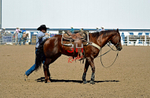 3HRodeo8-11-25_PRCASteer_07210_