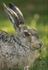 Brown Hare ref bh 3