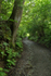 The Green Lane