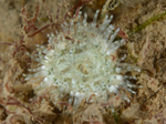 Sagartia troglodytes