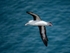 Black-browed Albatross