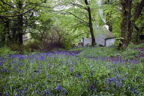Bluebells and the Cottage at Ballaglass Glen.