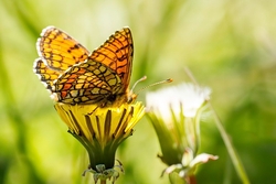 Meadow Fritillary Underside