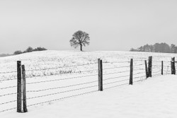 Sandhill tree and fence in snow