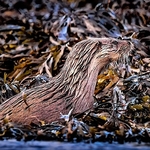 DO-08-Keills Peninsula, Lochgilphead