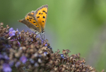 Small Copper
