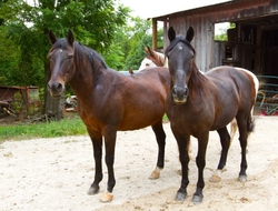 AnimalsCreatures _0005