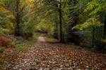 Down the Forest Track