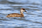 Red-crested Pochard (female) on the water at Farmoor