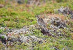 Lapland Bunting