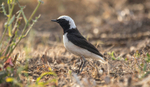 Pied Wheatear