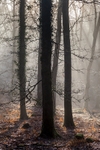 Winter Sunrays