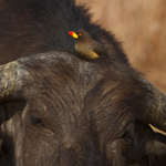 Yellow-billed Oxpecker portfolio