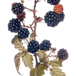 Blackberry or Bramble (Rubus fruticosus) MYN