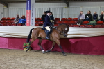 Class T - Working Veteran Champs portfolio