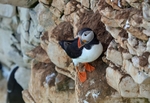 Puffin