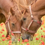 Suffolks in Poppies SD2561