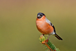 Bullfinch -  Pyrrhula pyrrhula