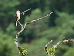 Yellow-headed Caracara (adult), Boquete, Panama