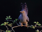 Male Cuckoo