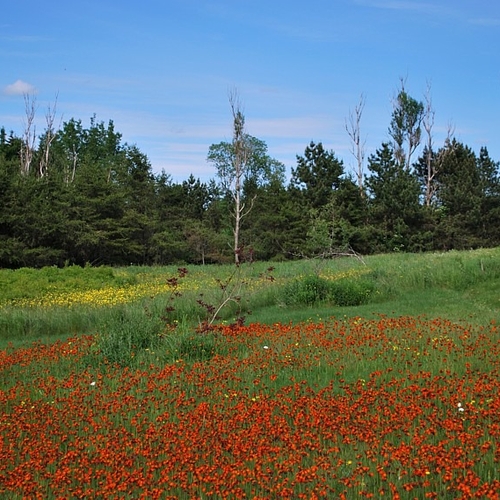 Orange Hawkweed invades yet another lawn