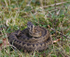 Adder slightly stirring after hearing my footsteps