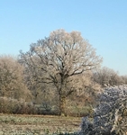 12 Winter Hoar Frost