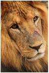 Lion Portrait