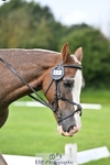 Saturday 26th - PC80 Dressage portfolio