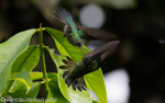 Couple of Hummingbirds
