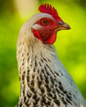 Sussex Chicken Portrait 9026422