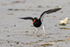 Magellanic Oystercatcher on takeoff run, Carcass Island, Falklands
