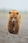 Brown Bear walking front view, Silver Salmon Creek, Alaska