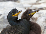 Shag - Phalacrocorax aristotelis