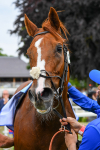 170623-Race 2-Wild Lion-0398