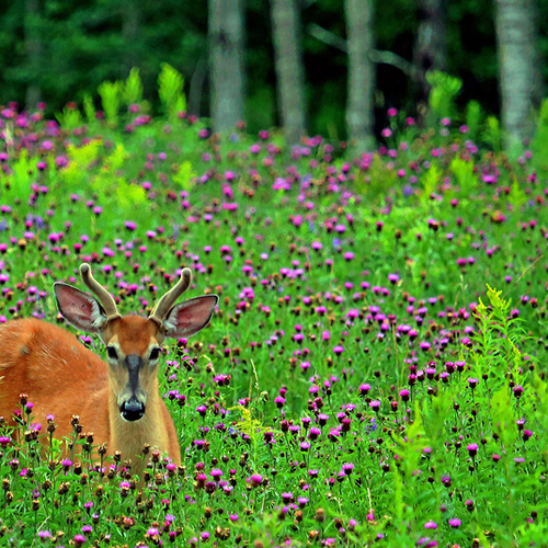 A young buck grazes in an overgrown field and in contrast with black knapweed and emerging goldenrod flowers.
** C…
