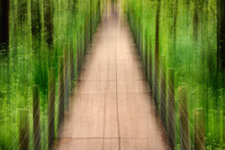 Marshland walkway