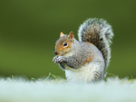 Grey Squirrel on frosty grass, Worcestershire