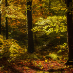 Autumn Glory