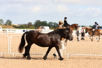 SBM_10953