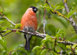 Bullfinch 1