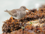 Purple Sandpiper amongst the seaweed near the Sandbanks chain ferry